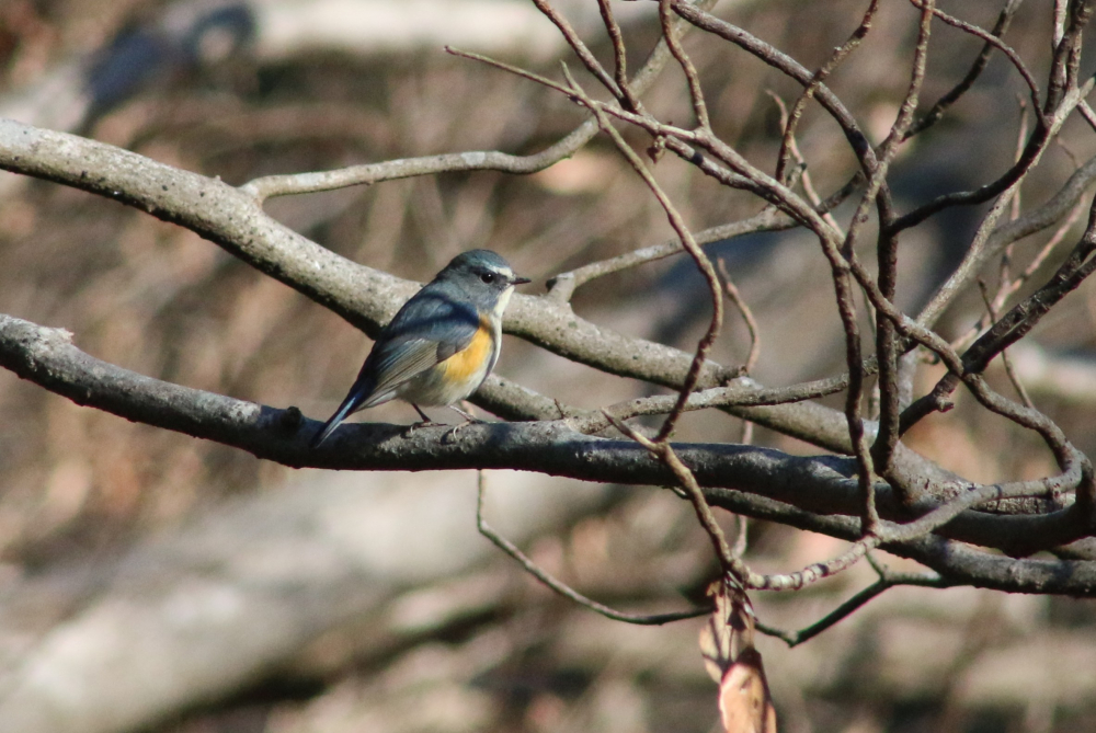 北本の自然と地球環境、生態系、生物多様性を学ぶ