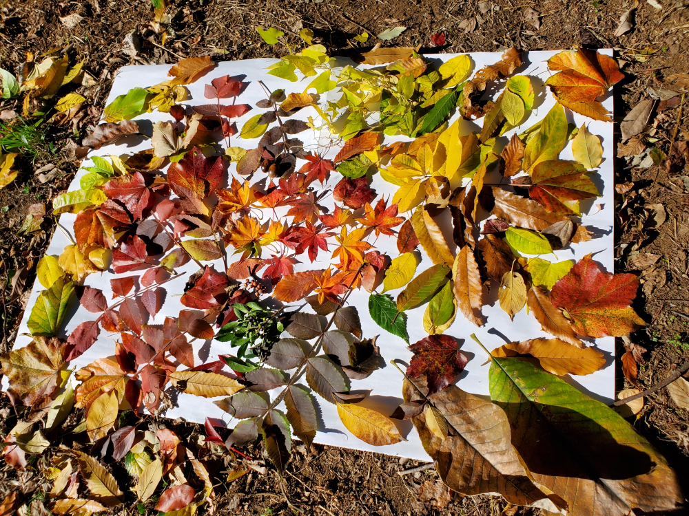 雑木林の会・自然観察会