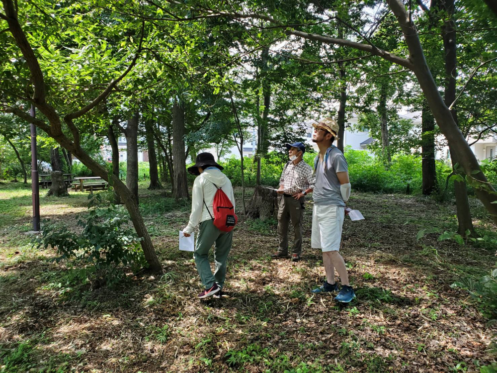 中央緑地に咲くキンラン