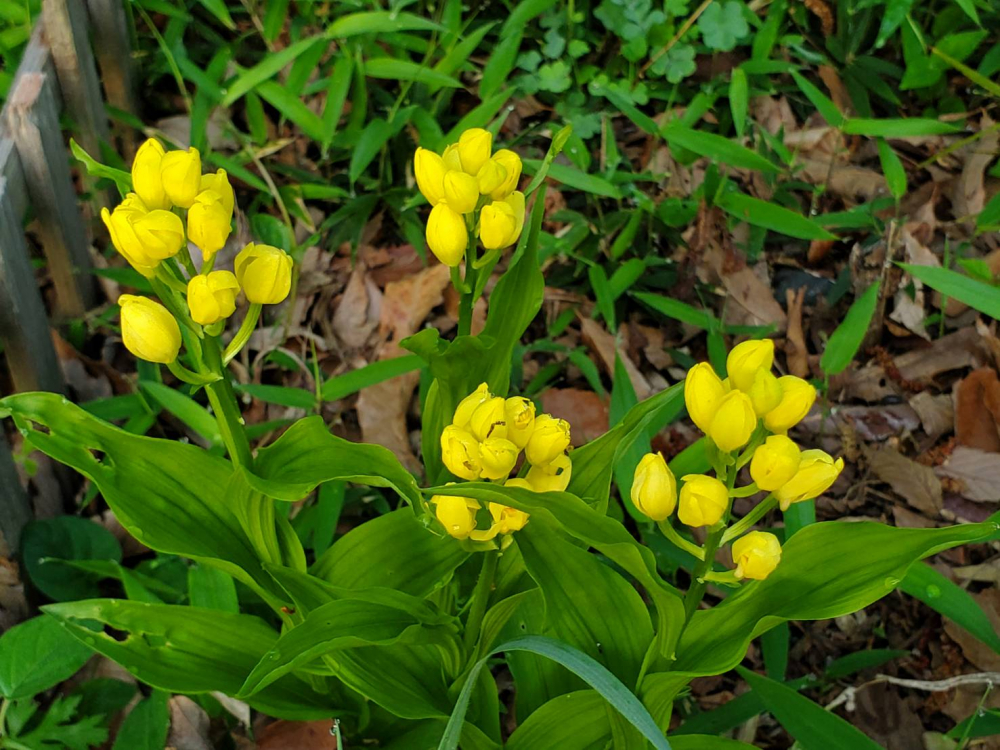 中央緑地にいる昆虫(ウスバキトンボ)