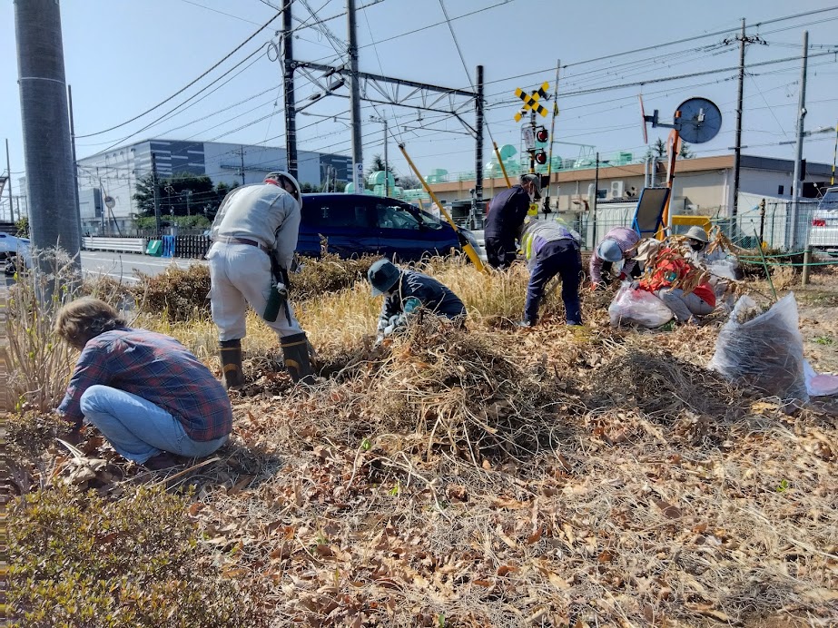 中央緑地内での定例作業と自然観察会