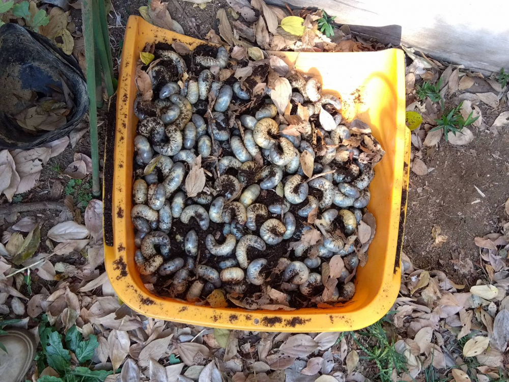 たくさんカブトムシの幼虫かでてきました